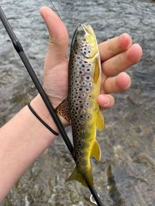 Brown Trout