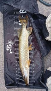 Northern Pike