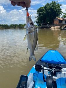 Common Snook