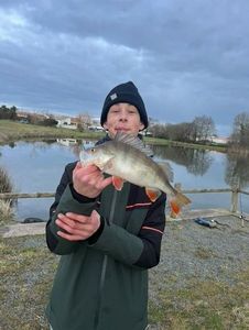 European Perch