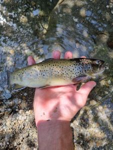 Brown Trout