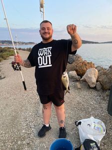 Gilthead Seabream