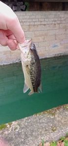Largemouth Bass