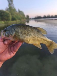 Largemouth Bass