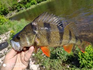 European Perch