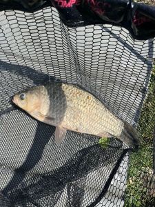 Crucian Carp