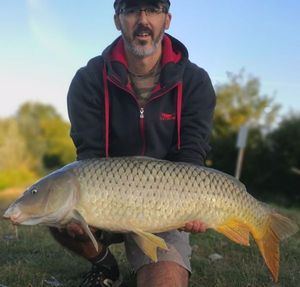 Common Carp