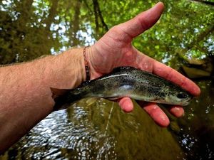 Brown Trout