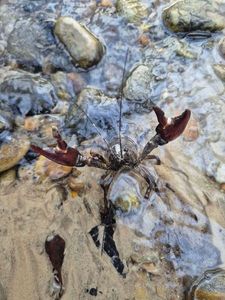 Noble Crayfish
