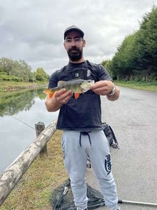European Perch