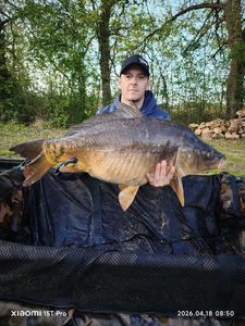 Mirror Carp