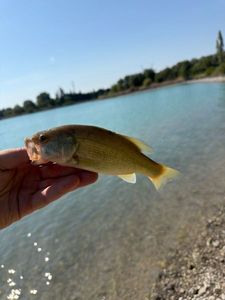 Largemouth Bass