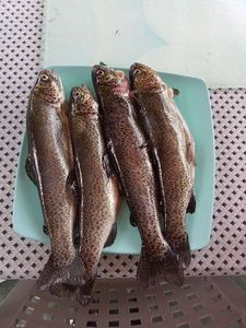 Rainbow Trout
