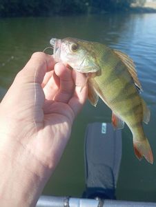 European Perch