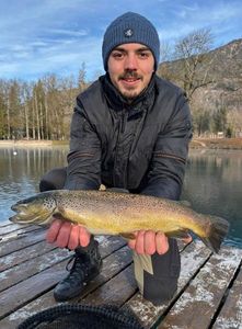 Brown Trout