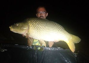 Common Carp