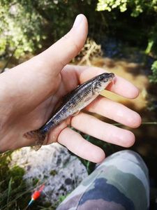 Gudgeon