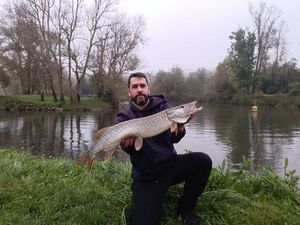 Northern Pike
