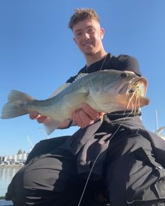 Largemouth Bass