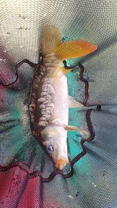 Mirror Carp