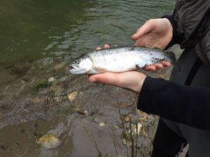 Rainbow Trout