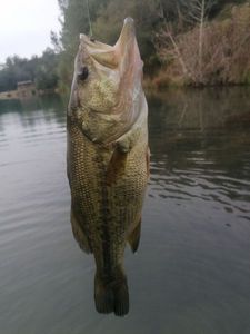 Largemouth Bass
