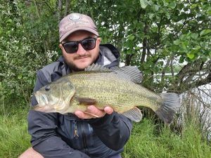 Largemouth Bass