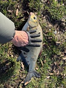 Common Bream