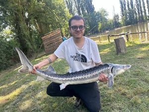 Sturgeon