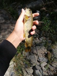 Brown Trout