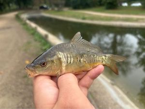 Mirror Carp