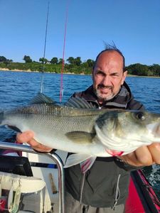 European Bass (Seabass)