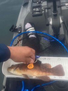 Ballan Wrasse
