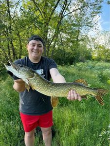 Northern Pike