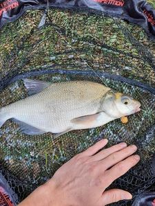 Common Bream
