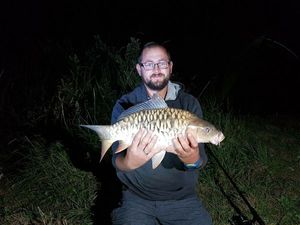 Common Carp