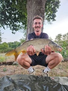 Common Carp