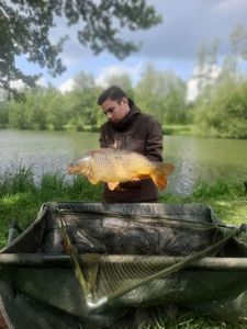 Common Carp