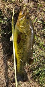 Largemouth Bass