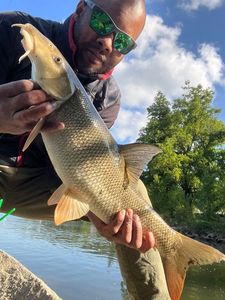 Barbel