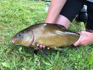 Tench