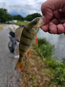 European Perch