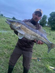 Zander