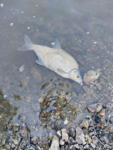 Common Bream