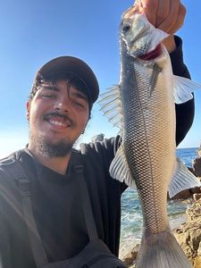 European Bass (Seabass)