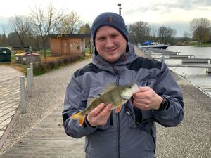 European Perch