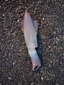 European Squid