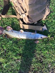 Northern Pike