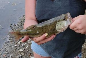 Largemouth Bass
