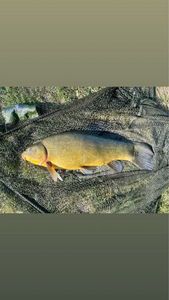 Tench